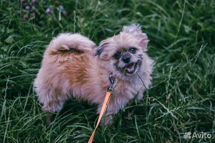 Обаятельный малыш Рэгги в дар