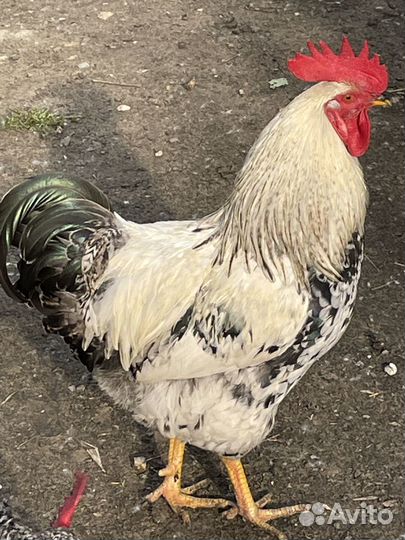 Петухи деревенские молодые