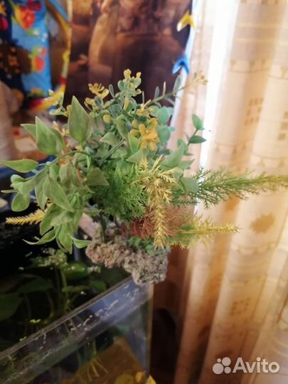 Растения для флорариума, терерариума, аквариума