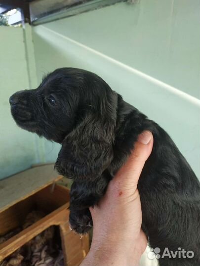 Русский спаниель