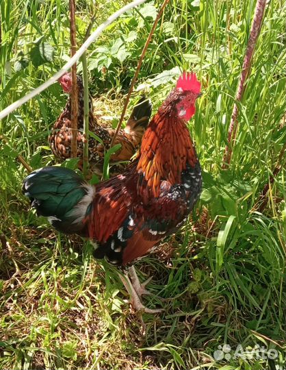 Семья бентамок