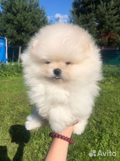 Померанский шпиц