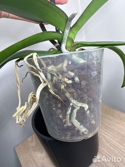 Орхидея фаленопсис тестовый сорт