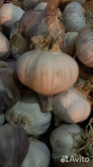 Чеснок на посадку
