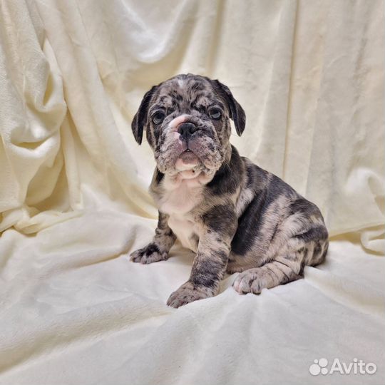 Французский бульдог щенки мерле