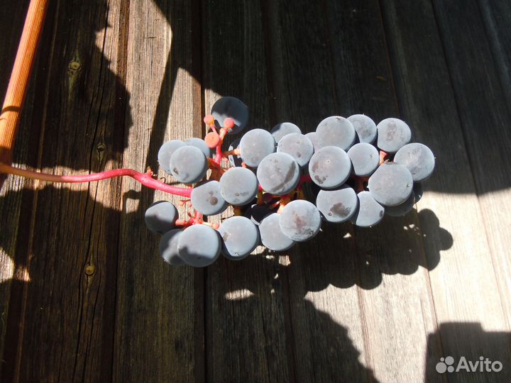 Черенки винограда для посадки