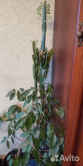 Молочай Кактус