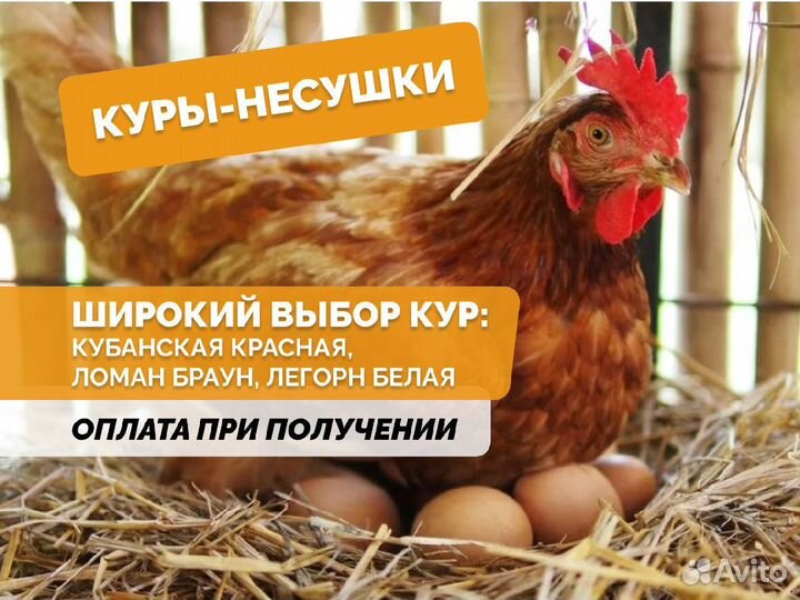 Куры несушки Коричневые