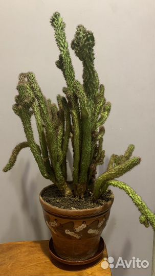 Скалистый кактус цериус 49 сантиметров высота
