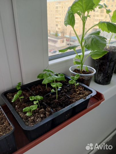 Рассада помидор