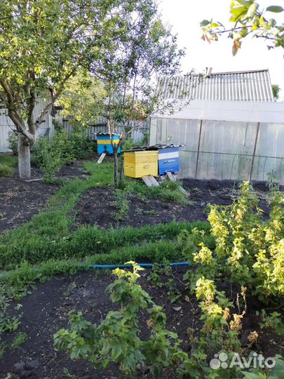 Пчелосемьи