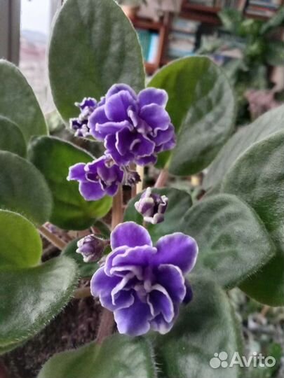 Фиалки, диффенбахия, толстянка, хойи