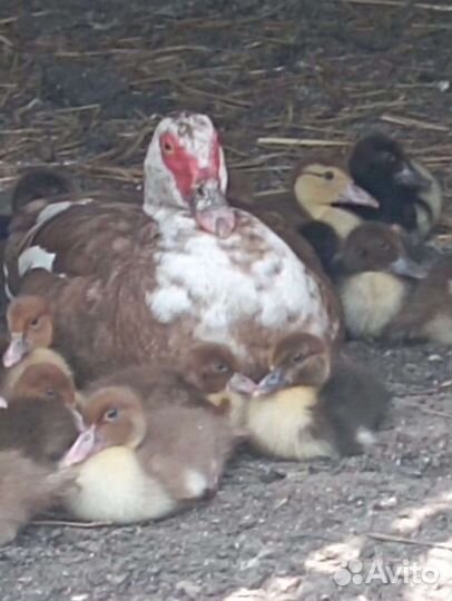 Утята индоутки