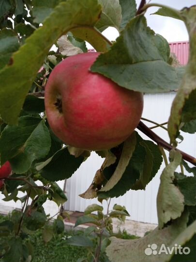 Плодово-ягодные культуры