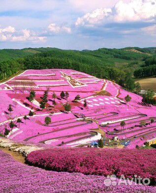 Флокс шиловидный