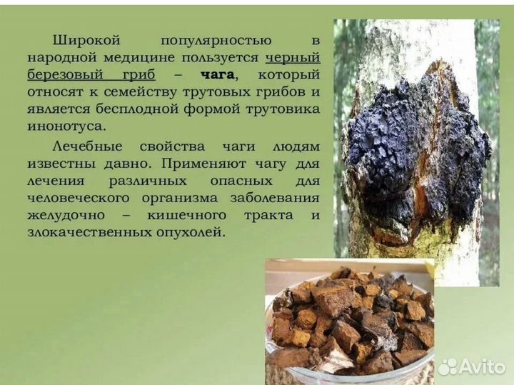 Чага- гриб березовый