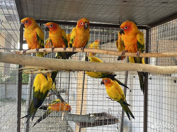 Попугаи