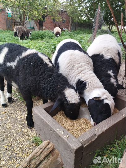 Ягнята Дорперы