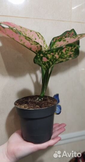 Сансевиерия Фернвуд Микадо