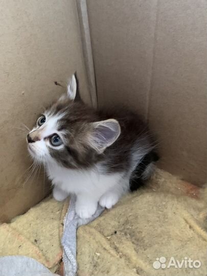 Котята бесплатно