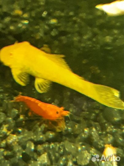 Креветки chery (вишня)