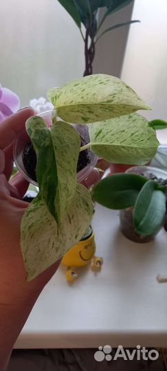 Комнатные растения