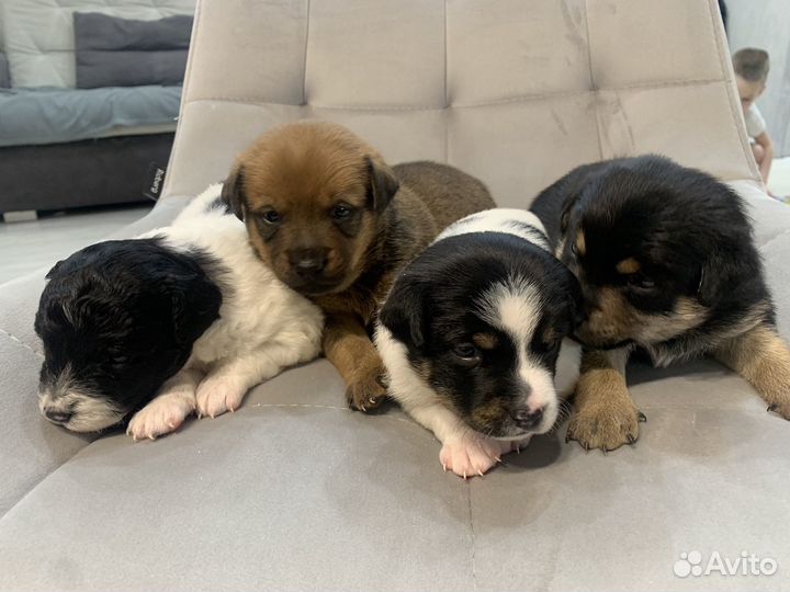 Щенки маленьких пород в добрые руки