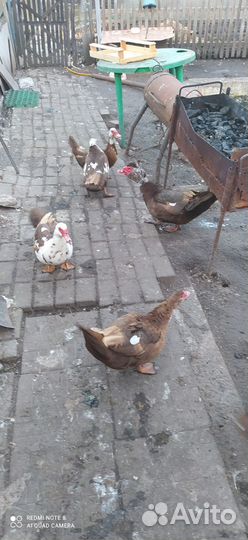Птицы