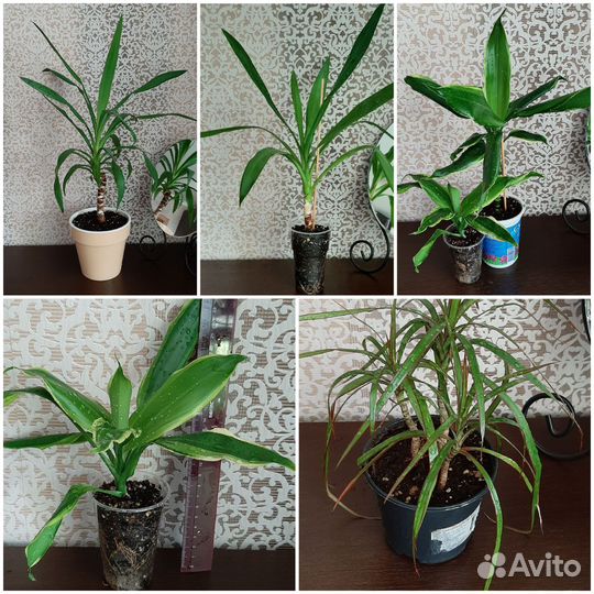 Юкка Драцена