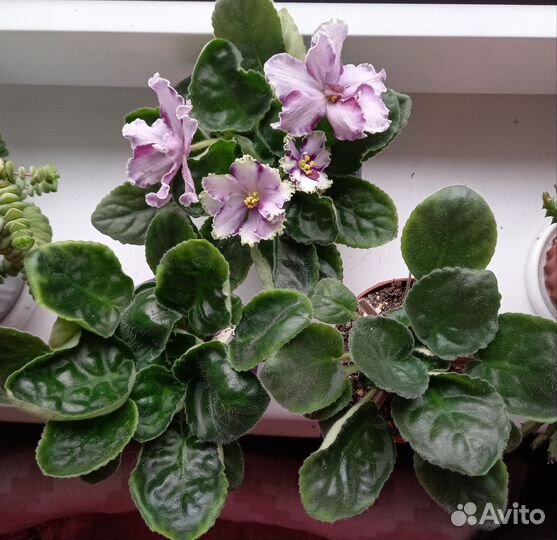 Комнатные растения цветы