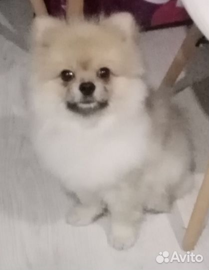 Вязка кобель шпиц