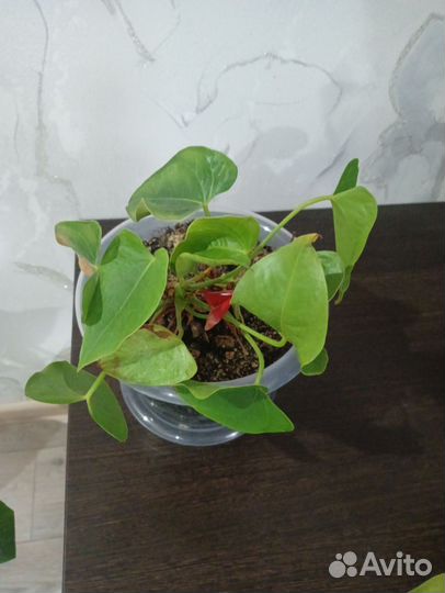 Комнатные цветы антуриум