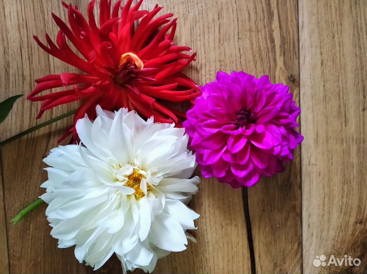 Георгины, флоксы