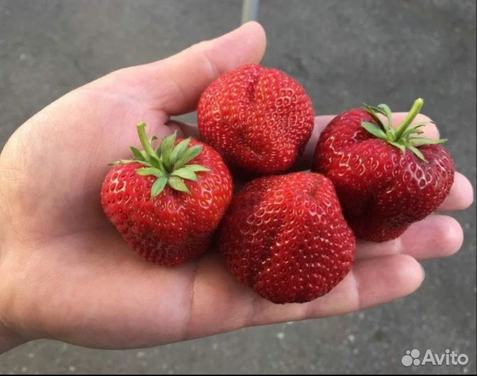 Рассада клубники