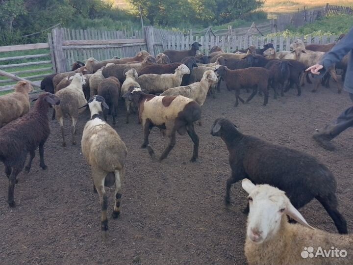 Овцы
