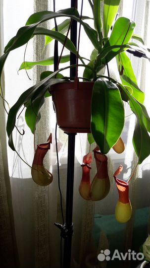 Непентес Алата