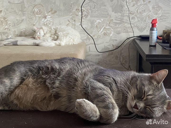 Передержка животных