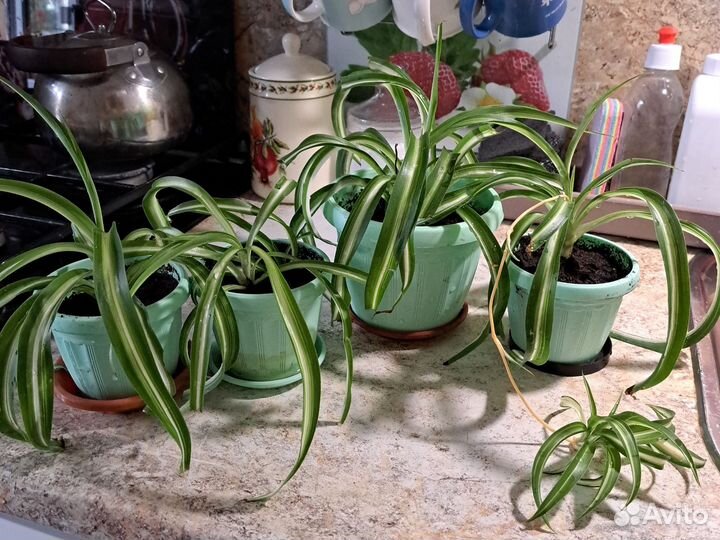 Хлорофитум