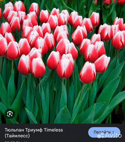 Тюльпаны оптом