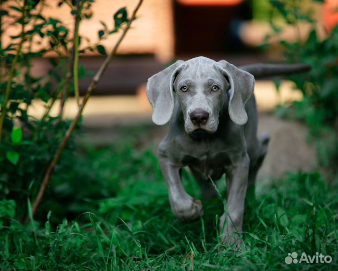 Щенки веймаранера от чемпионов