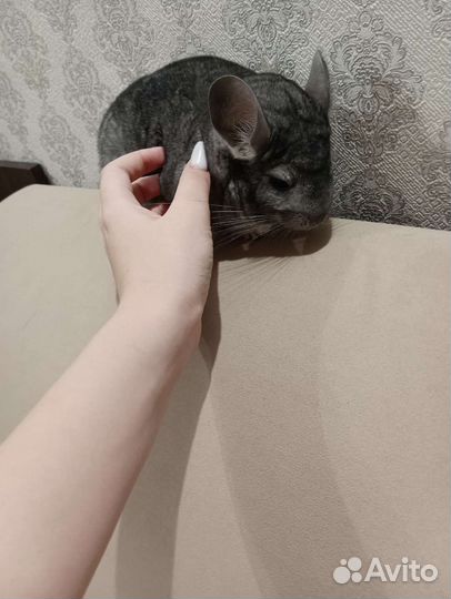 Шиншилла
