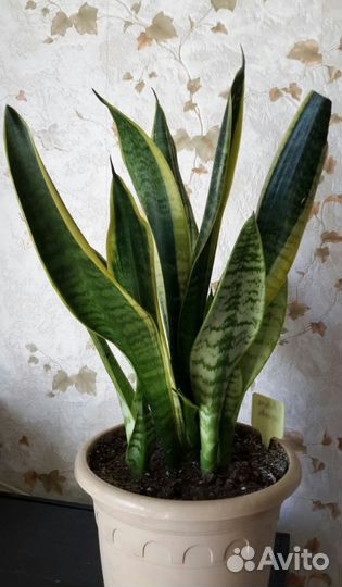 Комнатные растения цветы