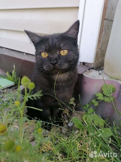 Британская кошка в дар