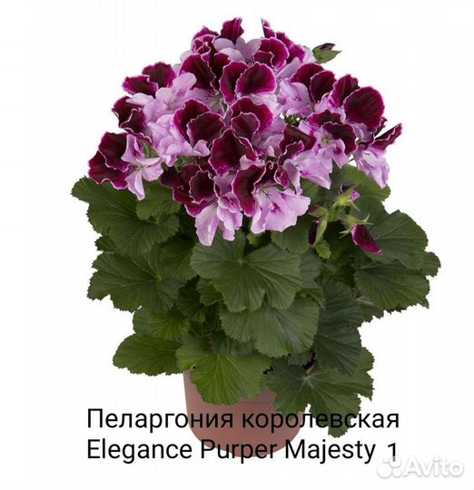 Пеларгония