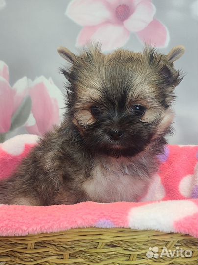 Девочки красавицы