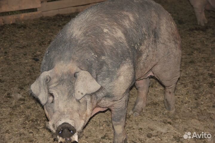 Продам Дюрка