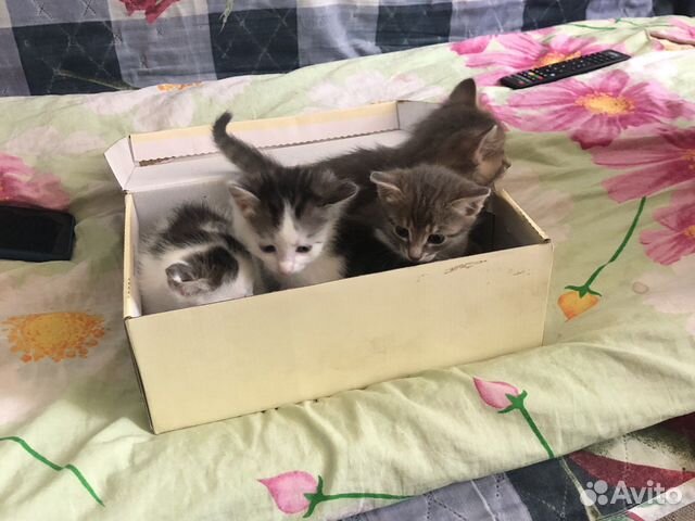 Отдадим котят в хорошие руки.Им по 2 месяца