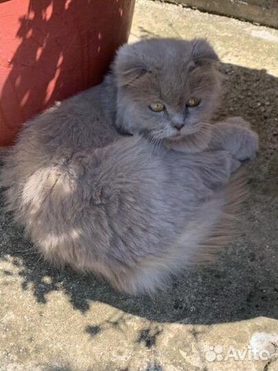 Кошка в добрые руки