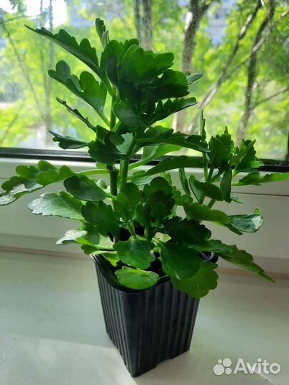 Каланхоэ цветущий