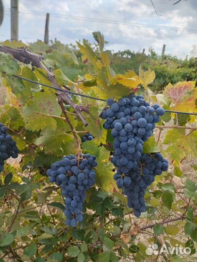 Виноград технических сортов